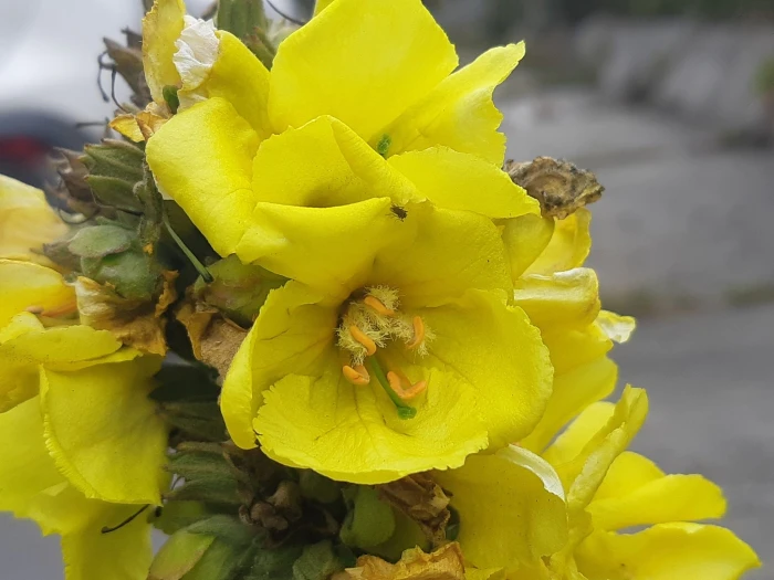 Verbascum phlomoides image
