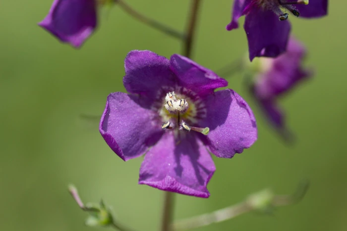 Verbascum phoeniceum image