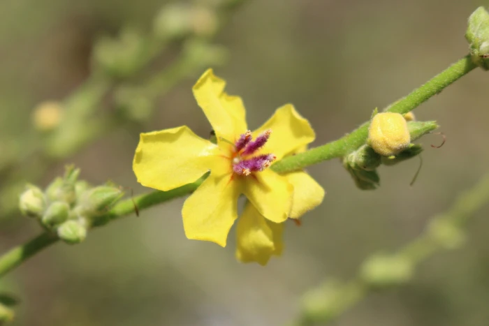 Verbascum sinuatum image