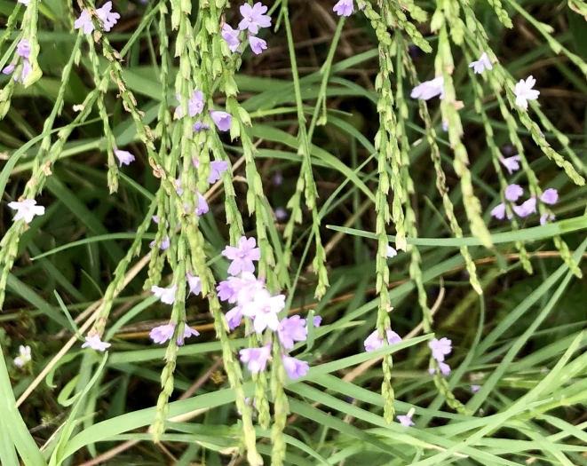 Verbena halei image