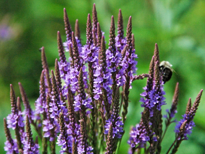 Verbena hastata image