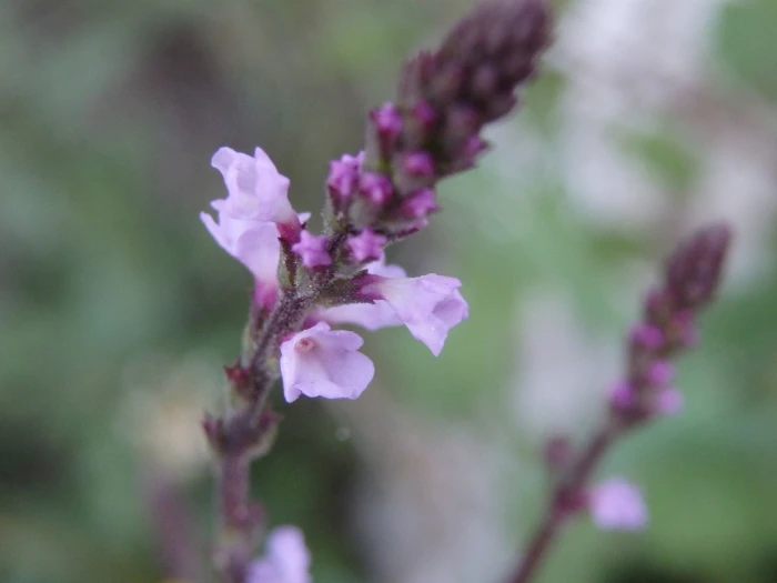 Verbena officinalis image