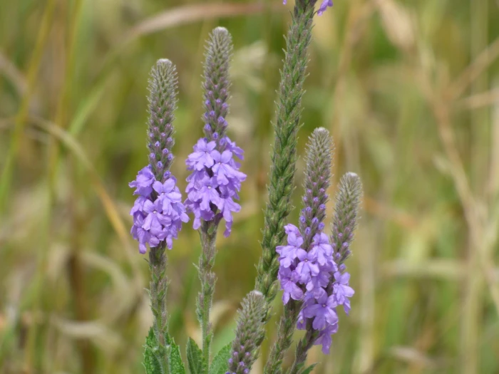 Verbena stricta image