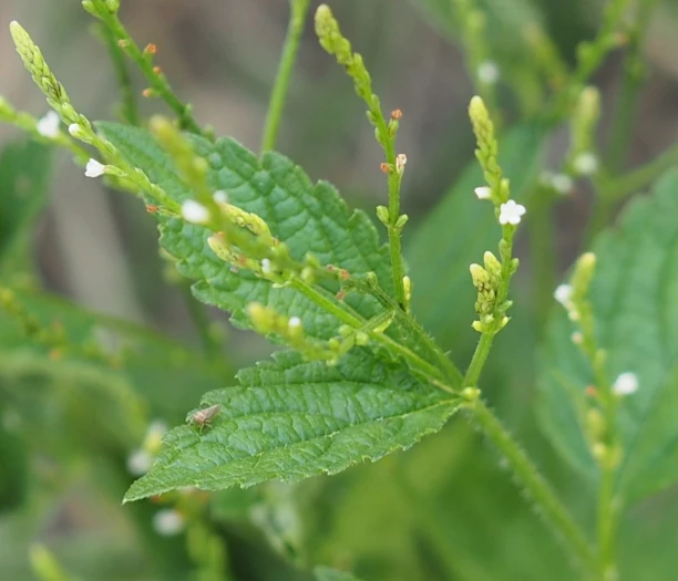 Verbena urticifolia image