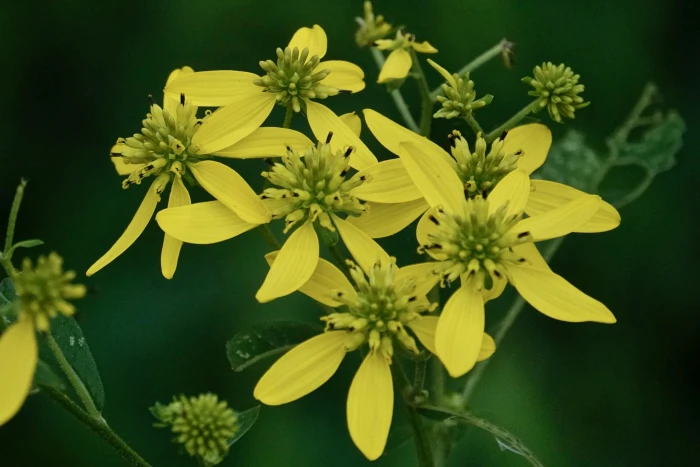 Verbesina alternifolia image