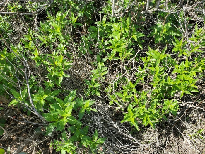 Verbesina dissita image
