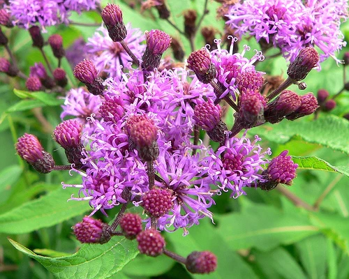 Vernonia gigantea image