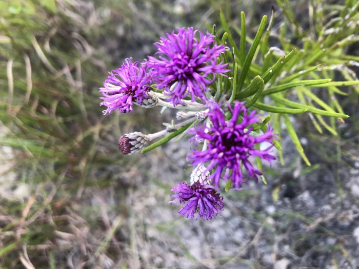 Vernonia lindheimeri image