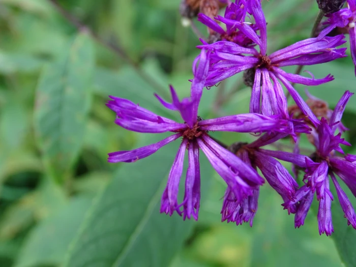 Vernonia noveboracensis image