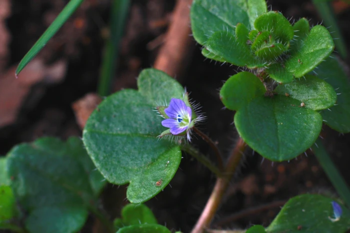 Veronica agrestis image