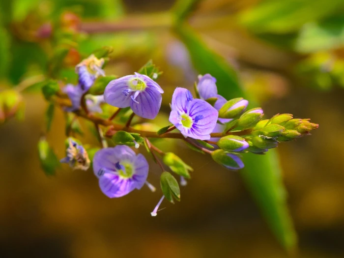 Veronica americana image