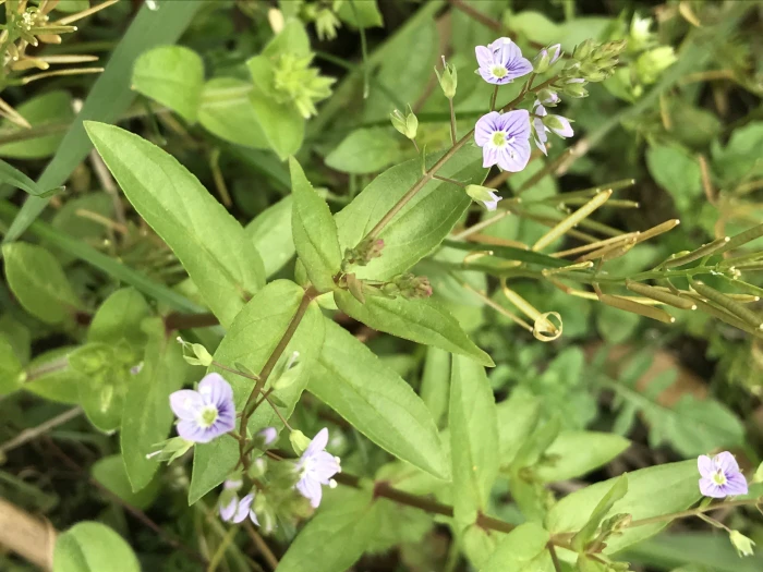 Veronica anagallis-aquatica image