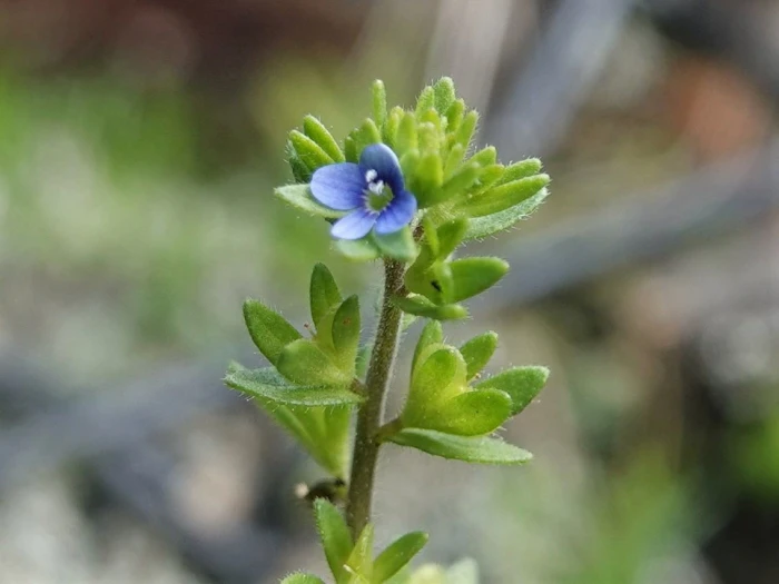 Veronica arvensis image