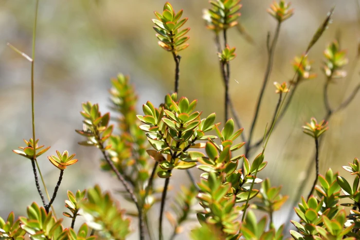 Veronica decumbens image
