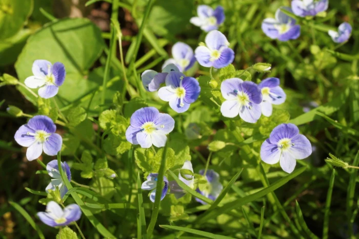 Veronica filiformis image