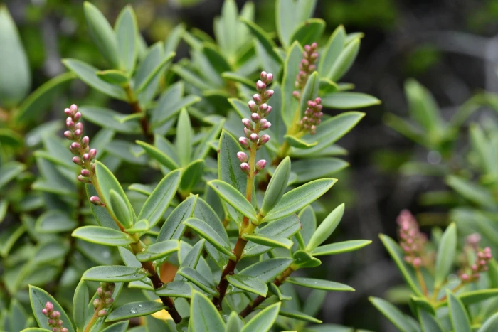 Veronica glaucophylla image