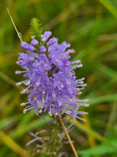 Veronica maritima image