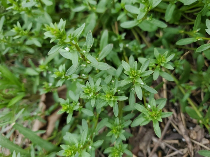 Veronica peregrina image