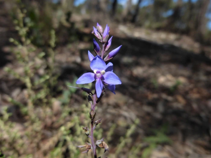 Veronica perfoliata image