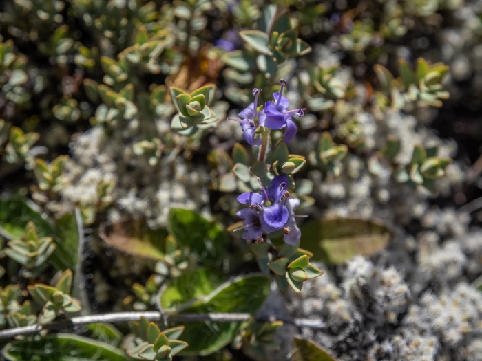 Veronica pimeleoides image
