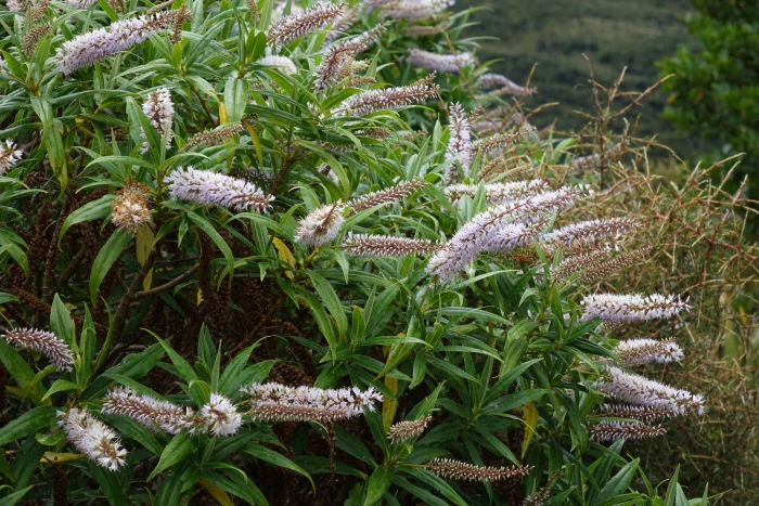 Veronica salicifolia image
