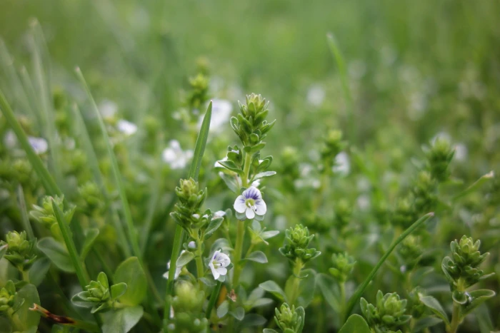 Veronica serpyllifolia image