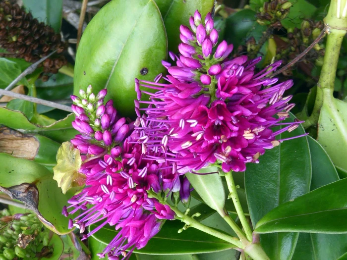 Veronica speciosa image