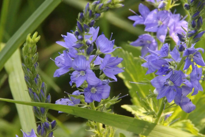 Veronica teucrium image