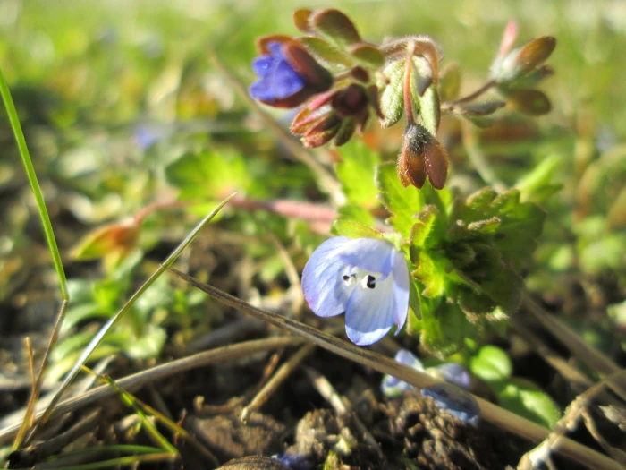 Veronica triphyllos image