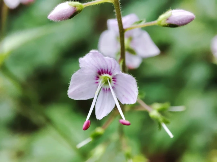Veronica urticifolia image