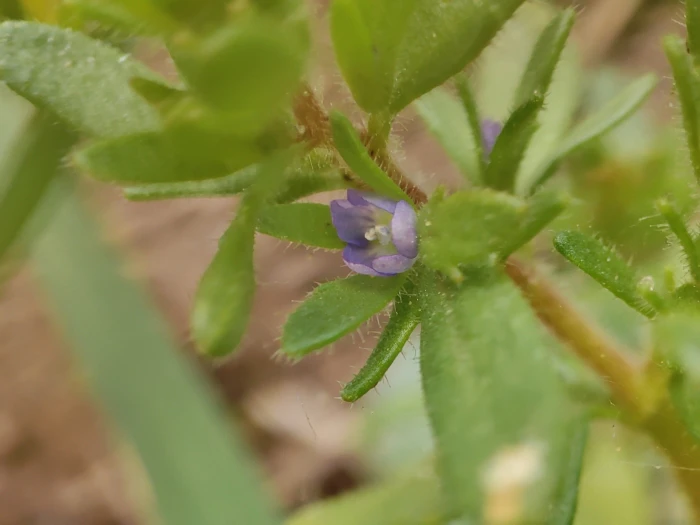 Veronica verna image