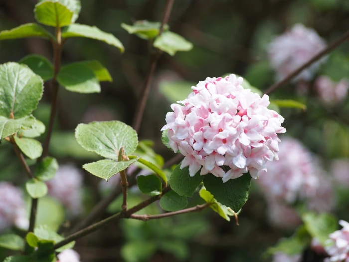 Viburnum carlesii image