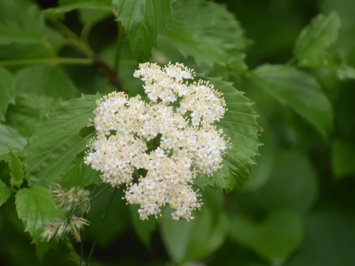 Viburnum dentatum image