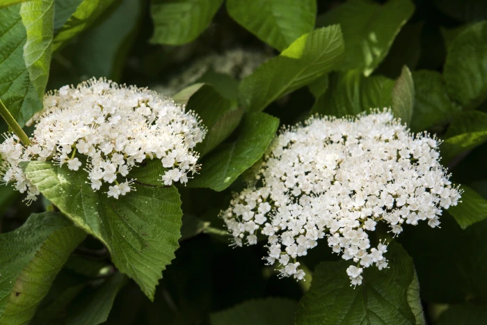Viburnum dilatatum image
