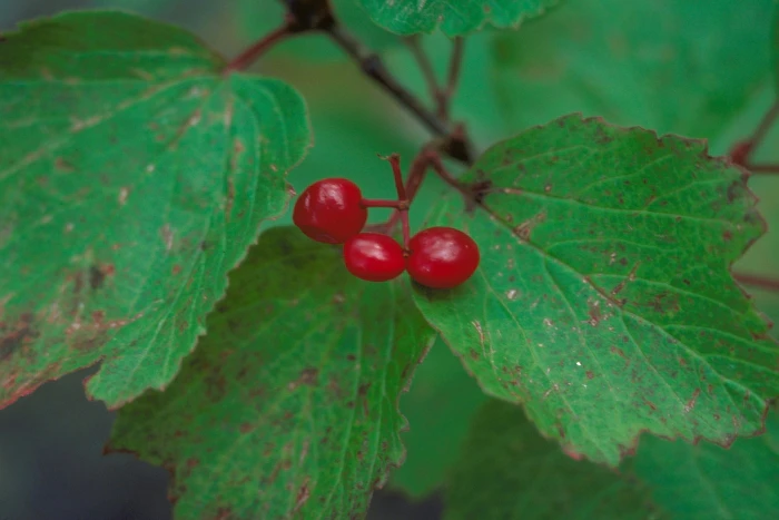 Viburnum edule image