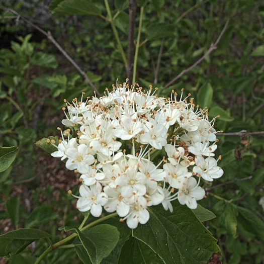 Viburnum ellipticum image