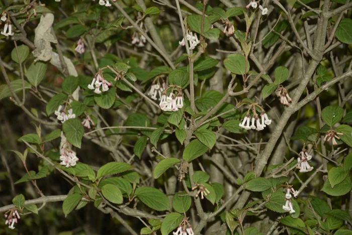 Viburnum erubescens image