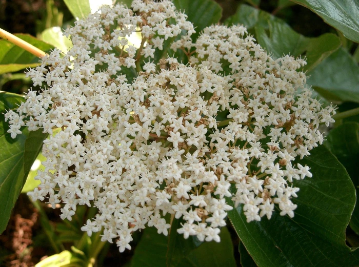 Viburnum japonicum image