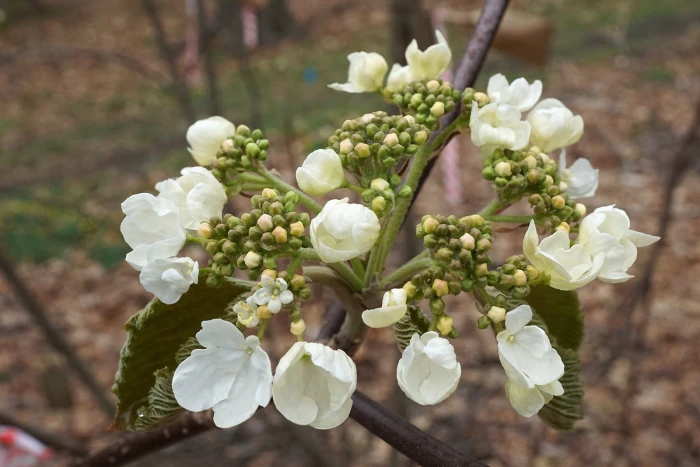 Viburnum lantanoides image