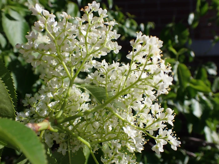 Viburnum lentago image