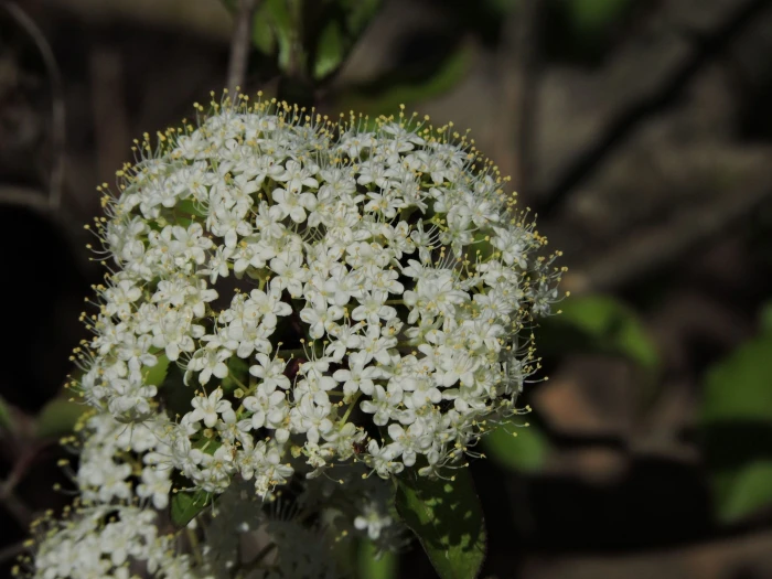 Viburnum nudum image