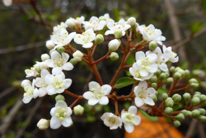 Viburnum obovatum image