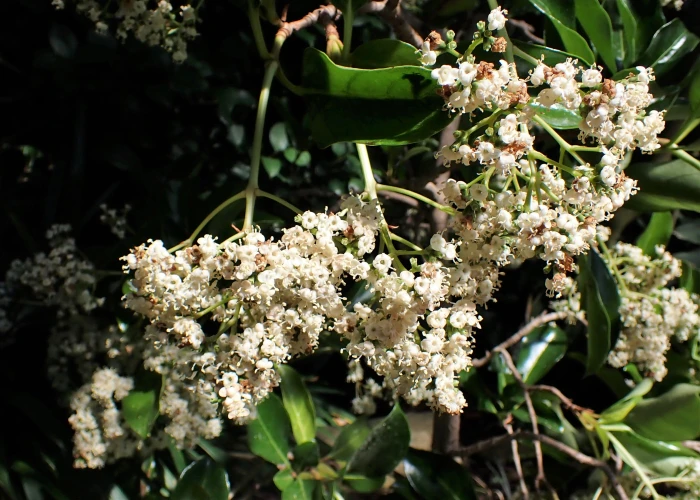 Viburnum odoratissimum image