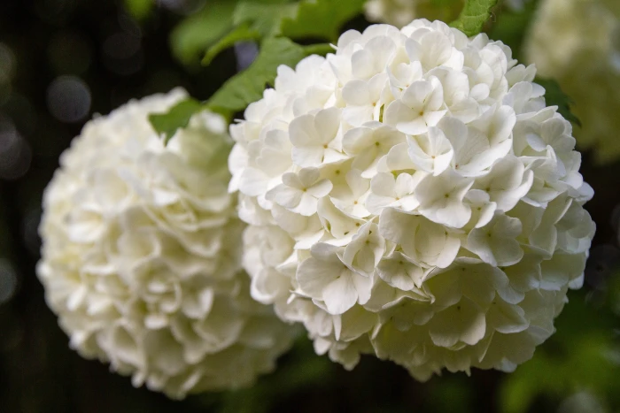 Viburnum opulus image