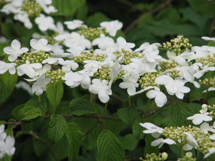 Viburnum plicatum image
