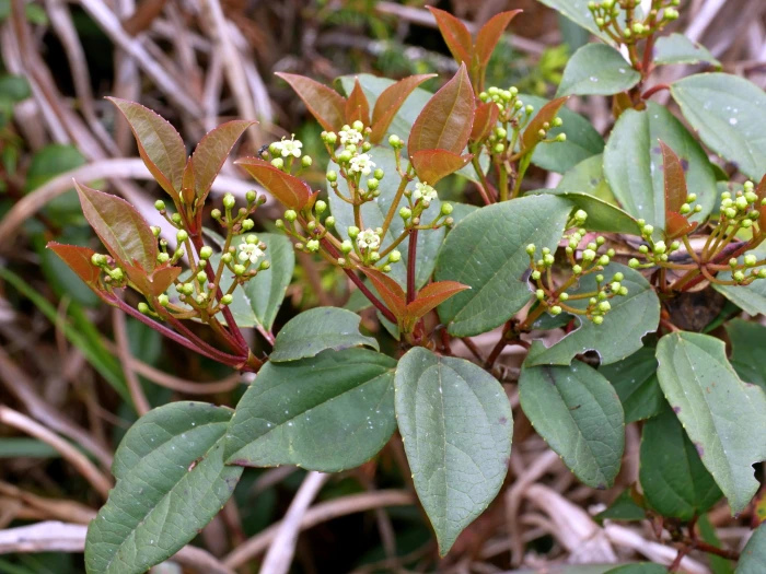 Viburnum propinquum image