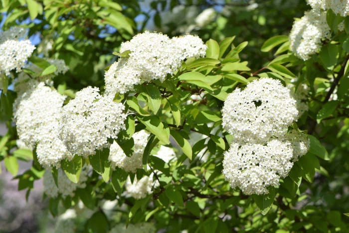 Viburnum prunifolium image