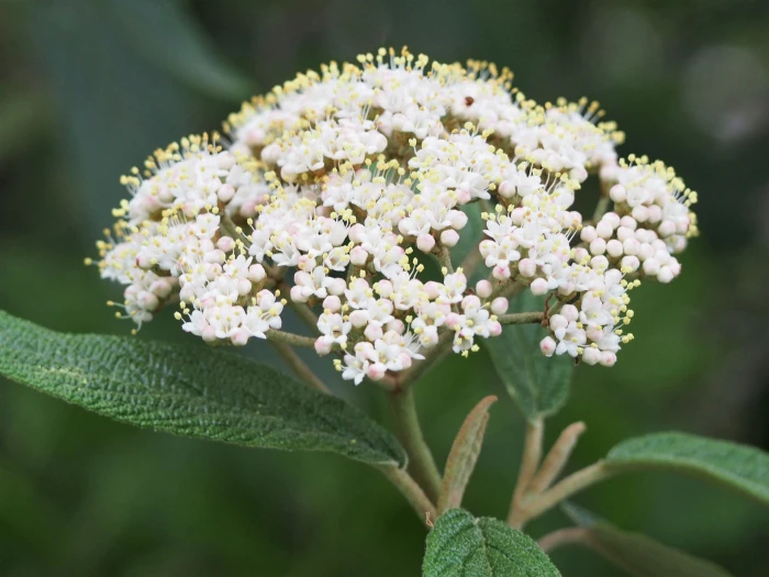 Viburnum rhytidophyllum image