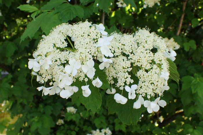 Viburnum sargentii image