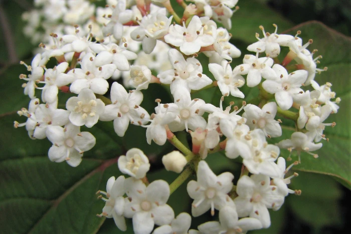 Viburnum setigerum image